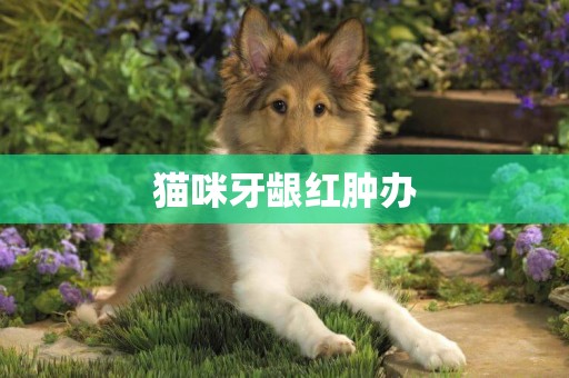 貓咪牙齦紅腫辦