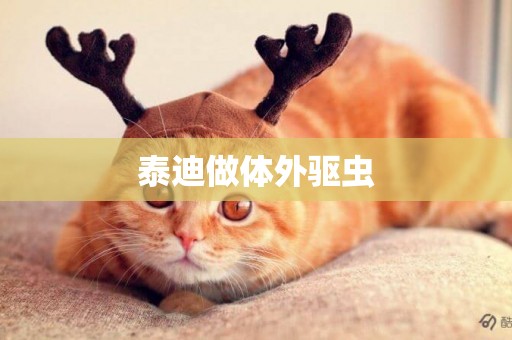 泰迪做體外驅蟲