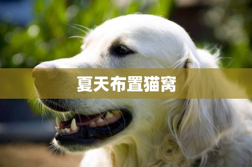 夏天布置貓窩