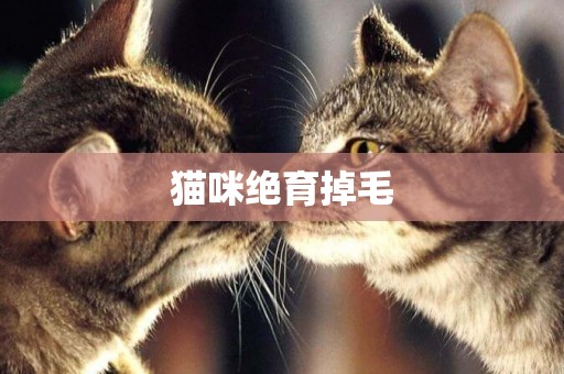 貓咪絕育掉毛