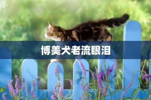 博美犬老流眼淚