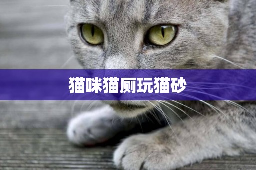 貓咪貓廁玩貓砂