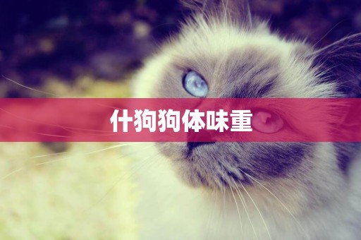 什狗狗體味重