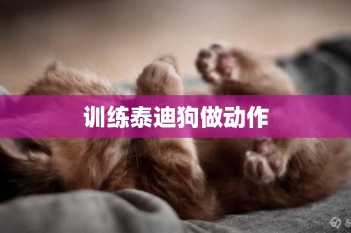 訓練泰迪狗做動作