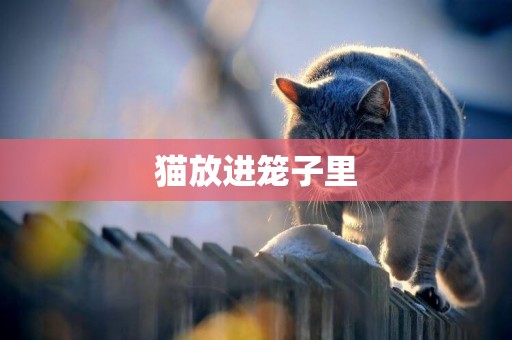 貓放進籠子里