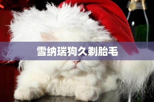 雪納瑞狗久剃胎毛