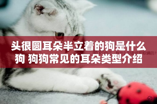 頭很圓耳朵半立著的狗是什么狗 狗狗常見的耳朵類型介紹