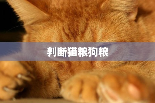 判斷貓糧狗糧