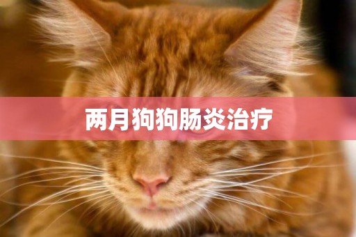 兩月狗狗腸炎治療