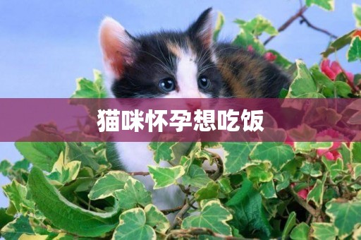 貓咪懷孕想吃飯
