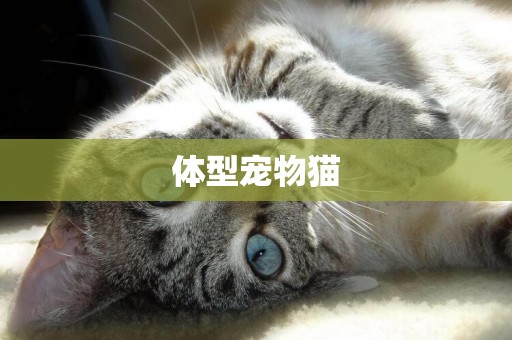 體型寵物貓