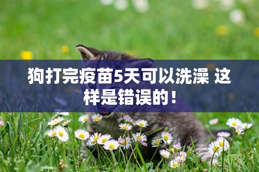 狗打完疫苗5天可以洗澡 這樣是錯誤的！