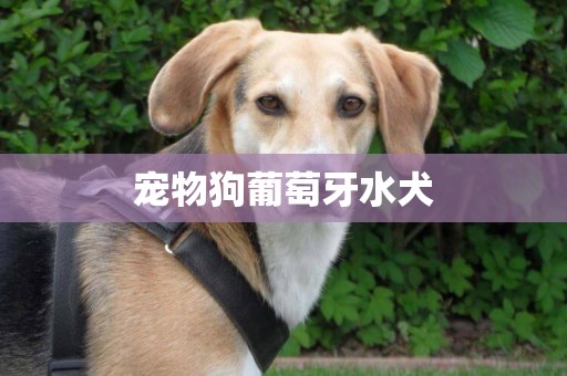 寵物狗葡萄牙水犬