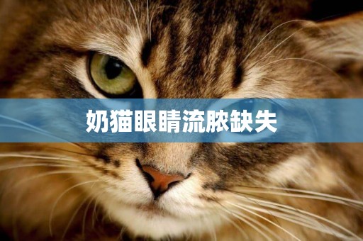 奶貓眼睛流膿缺失
