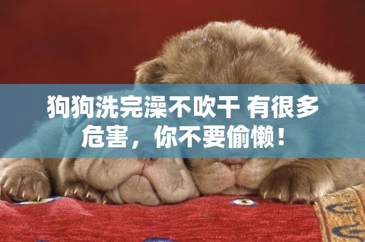 狗狗洗完澡不吹干 有很多危害，你不要偷懶！