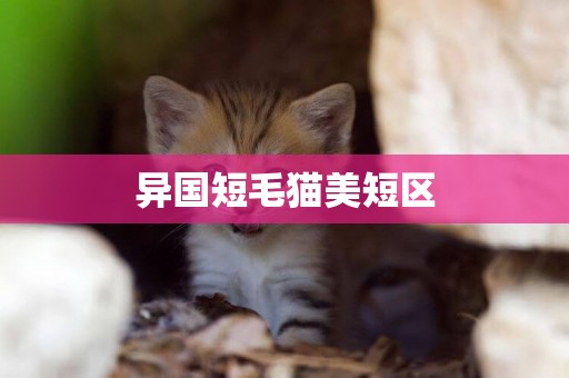 異國短毛貓美短區
