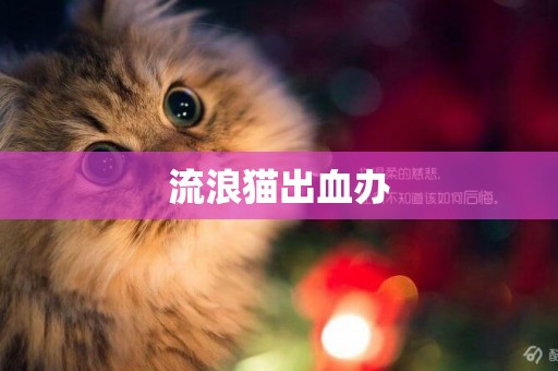 流浪貓出血辦