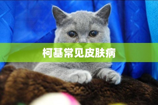 柯基常見皮膚病