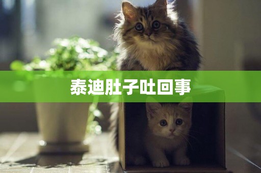 泰迪肚子吐回事