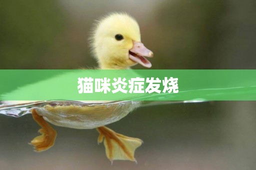 貓咪炎癥發燒