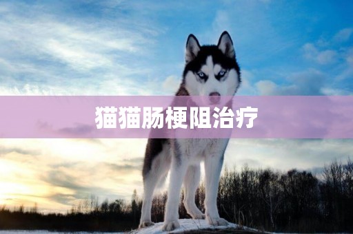 貓貓腸梗阻治療