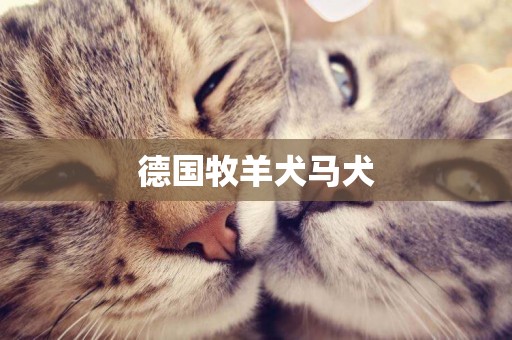 德國牧羊犬馬犬