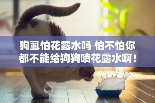 狗虱怕花露水嗎 怕不怕你都不能給狗狗噴花露水啊！
