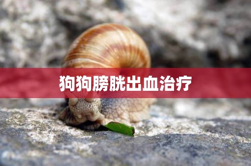 狗狗膀胱出血治療
