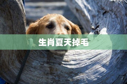 生肖夏天掉毛