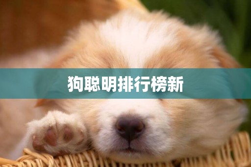 狗聰明排行榜新
