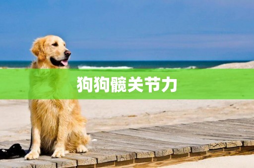 狗狗髖關節力