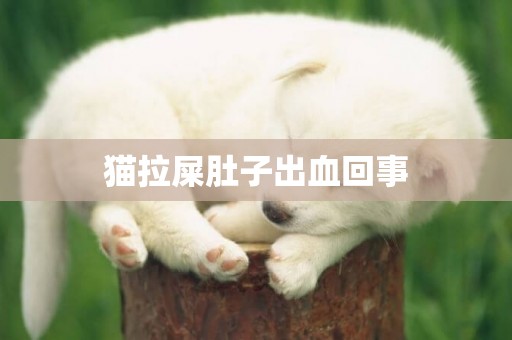 貓拉屎肚子出血回事