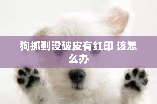 狗抓到沒破皮有紅印 該怎么辦
