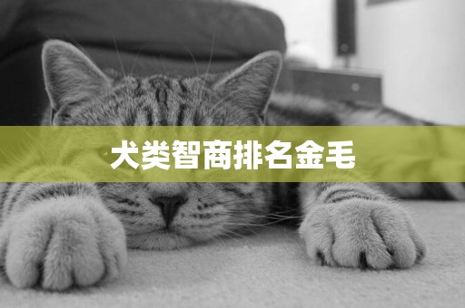 犬類智商排名金毛