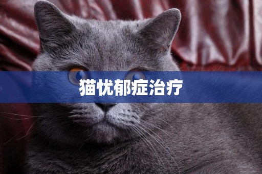 貓憂郁癥治療