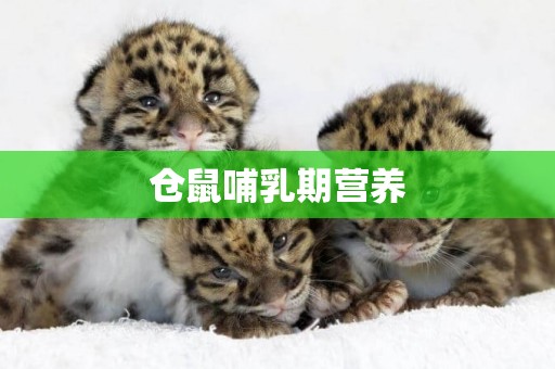 倉鼠哺乳期營養