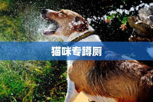 貓咪專蹲廁