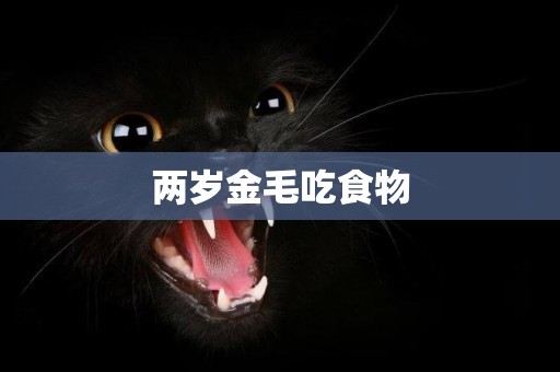 兩歲金毛吃食物