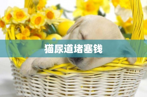 貓尿道堵塞錢