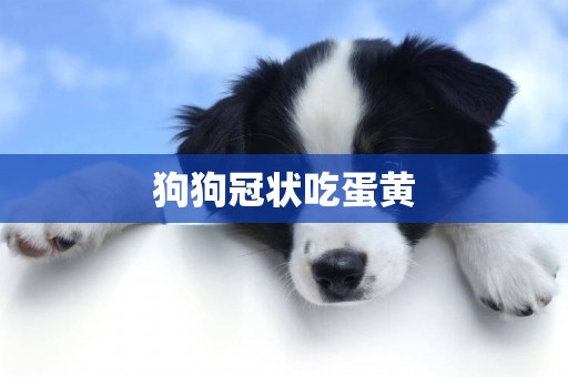 狗狗冠狀吃蛋黃
