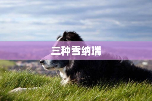 三種雪納瑞