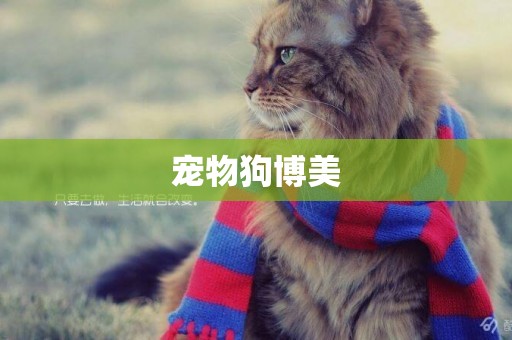 寵物狗博美