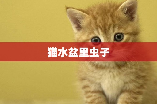 貓水盆里蟲子
