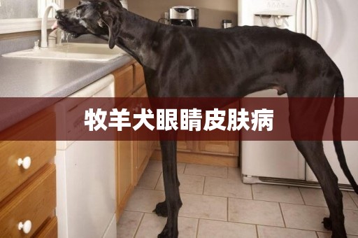牧羊犬眼睛皮膚病