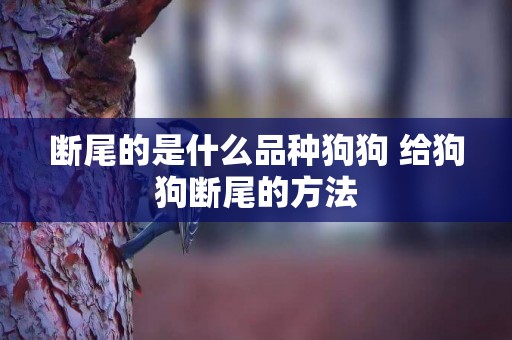 斷尾的是什么品種狗狗 給狗狗斷尾的方法