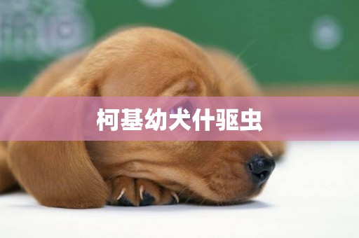 柯基幼犬什驅蟲