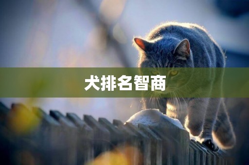 犬排名智商