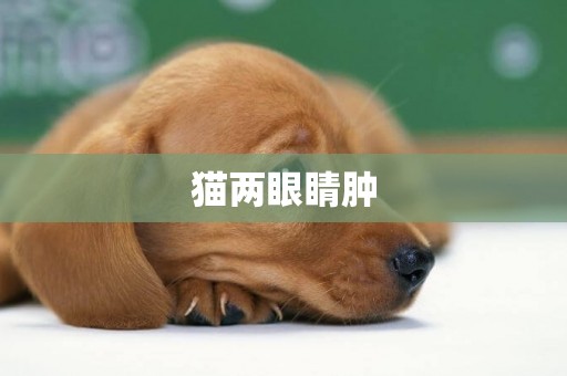 貓兩眼睛腫