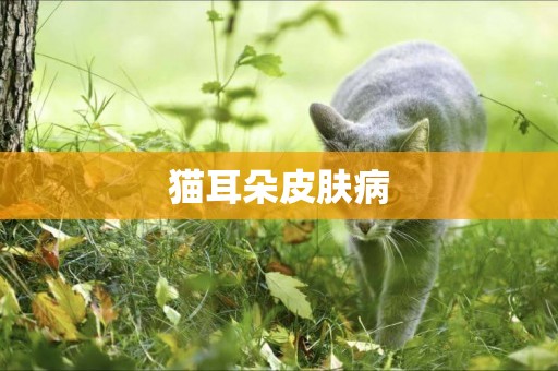 貓耳朵皮膚病