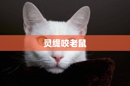 靈緹咬老鼠